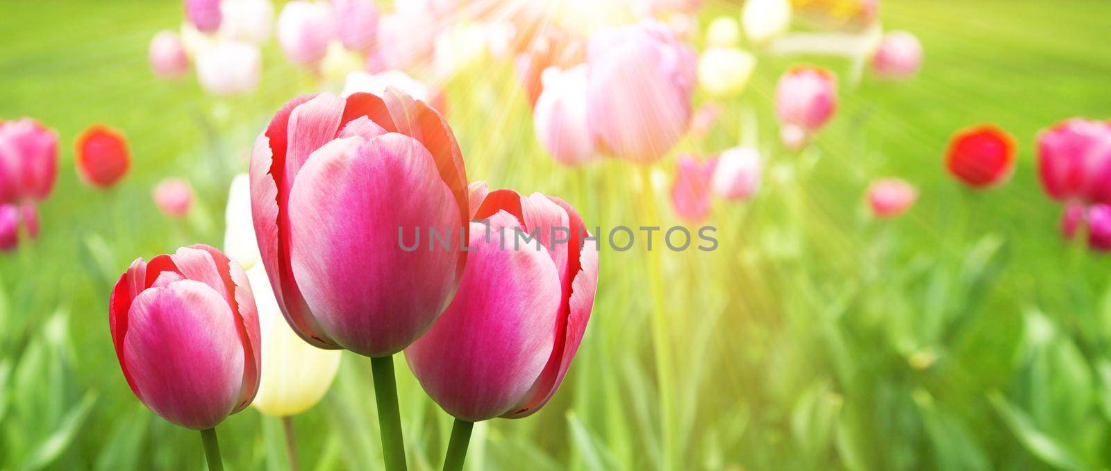 Beautiful tulips. Spring nature background for web banner and card design. by Taut