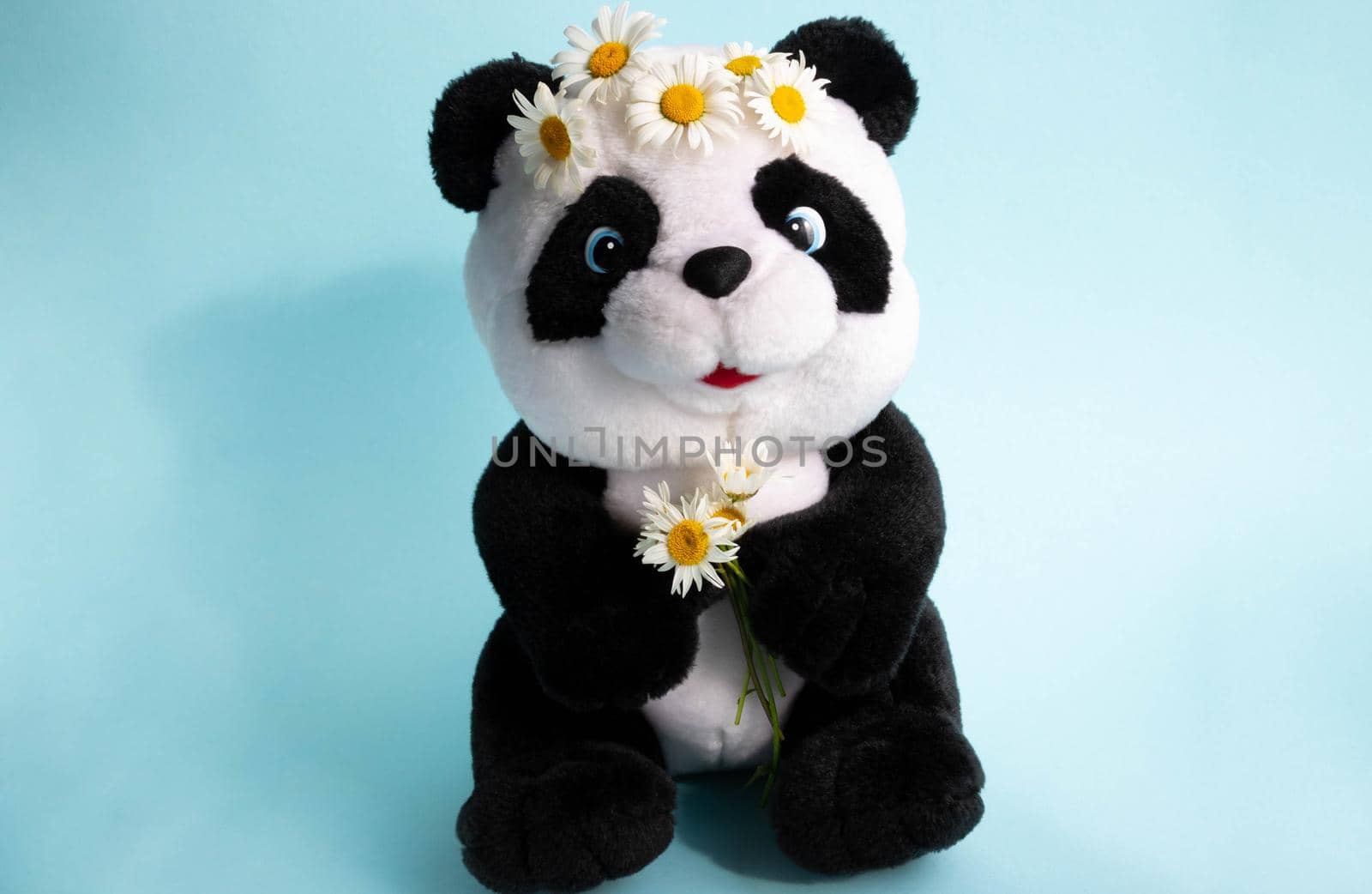 Soft toy Panda on a blue background with daisies on his head.Concept of the environment.