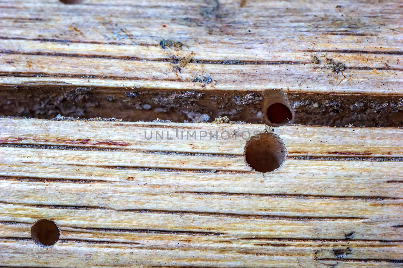 Close up of Ideal holes in the wood from a common furniture beetle by EdVal