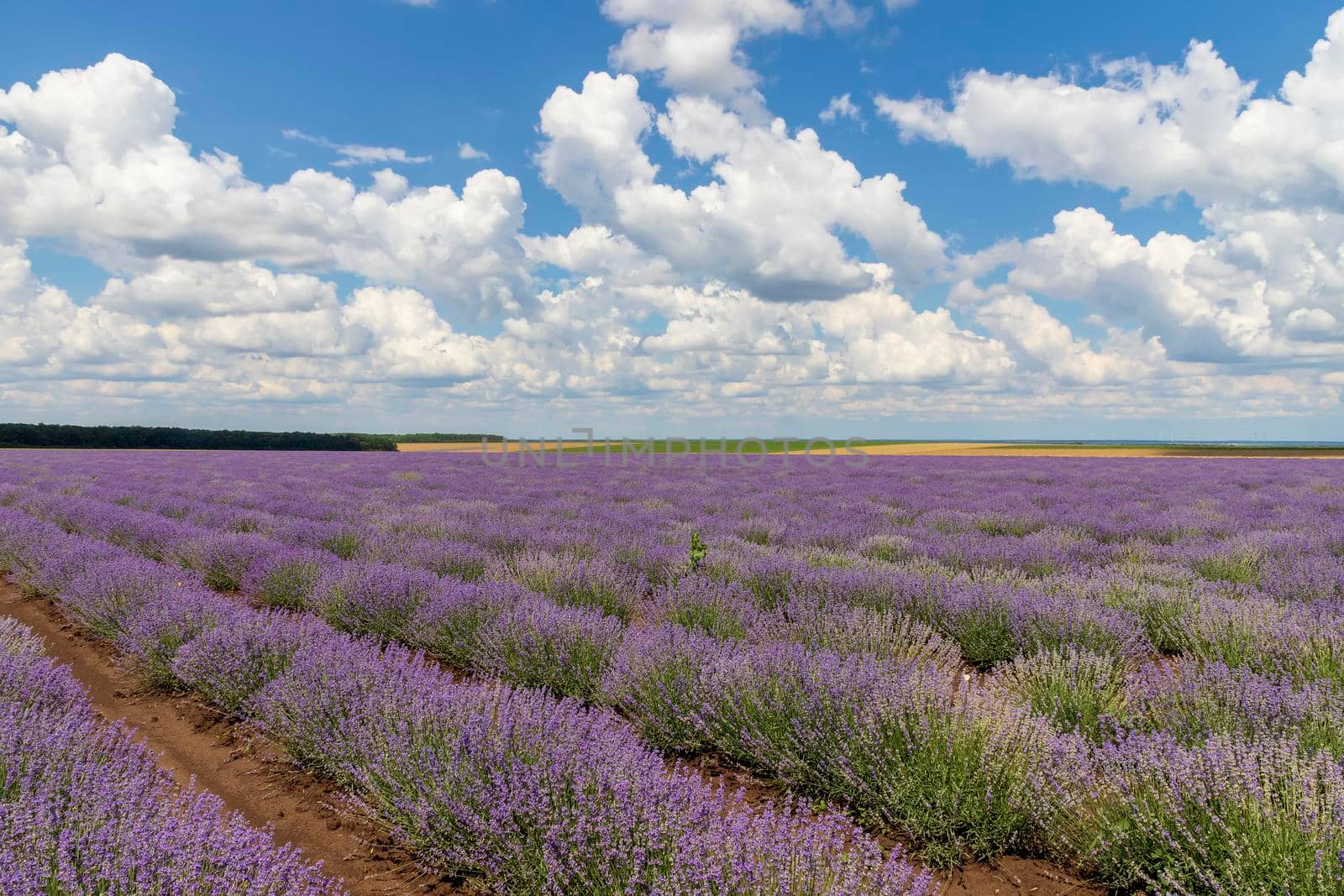 Lavender flower blooming scented fields in endless rows. Day view with fluffy clouds. by EdVal