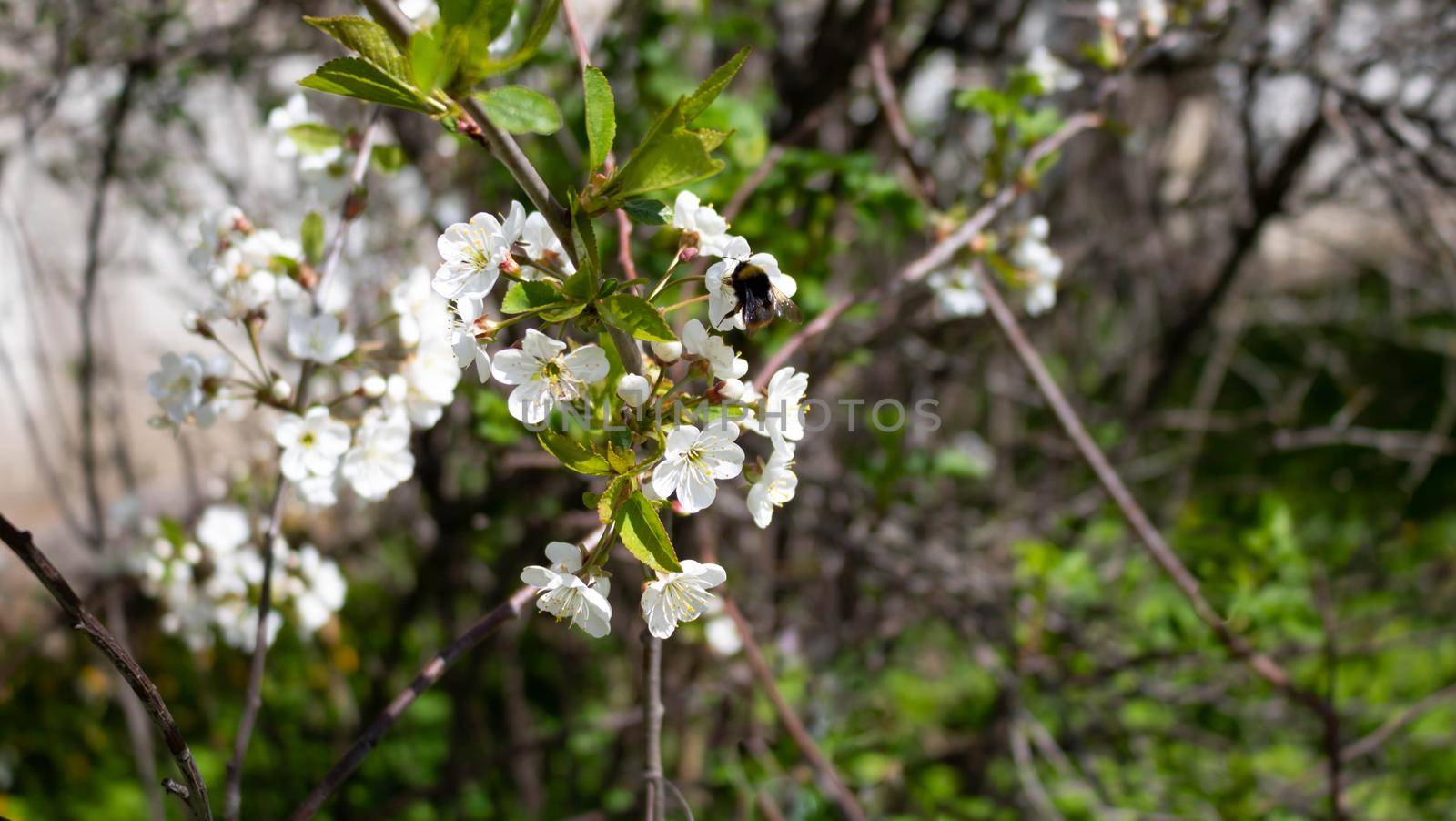 A bee on an Apple blossom . In spring, the bee pollinates the flowers. Small details close-up.