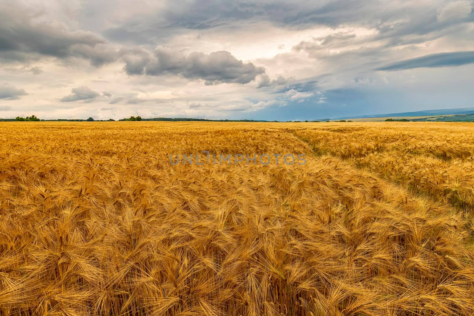 Stunning landscape of ripe barley and cloudy sky by EdVal