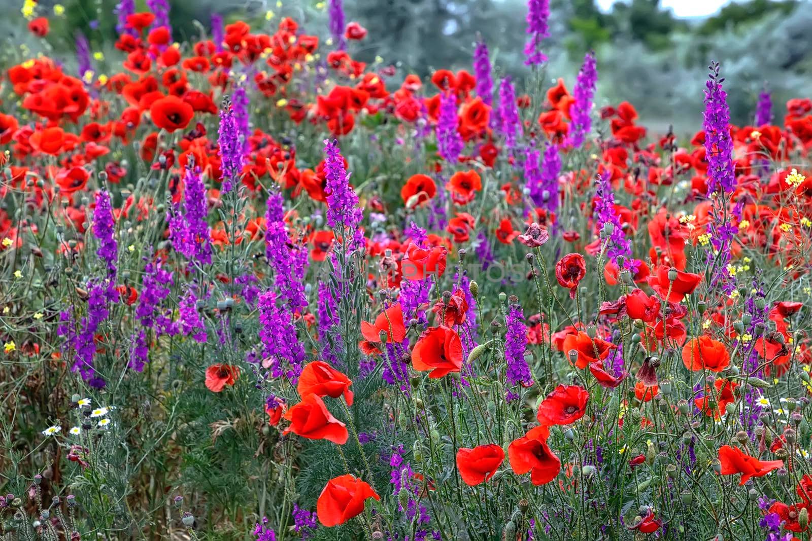 Purple flowers and poppies bloom in the wild field. Beautiful rural flowers with selective focus. by EdVal