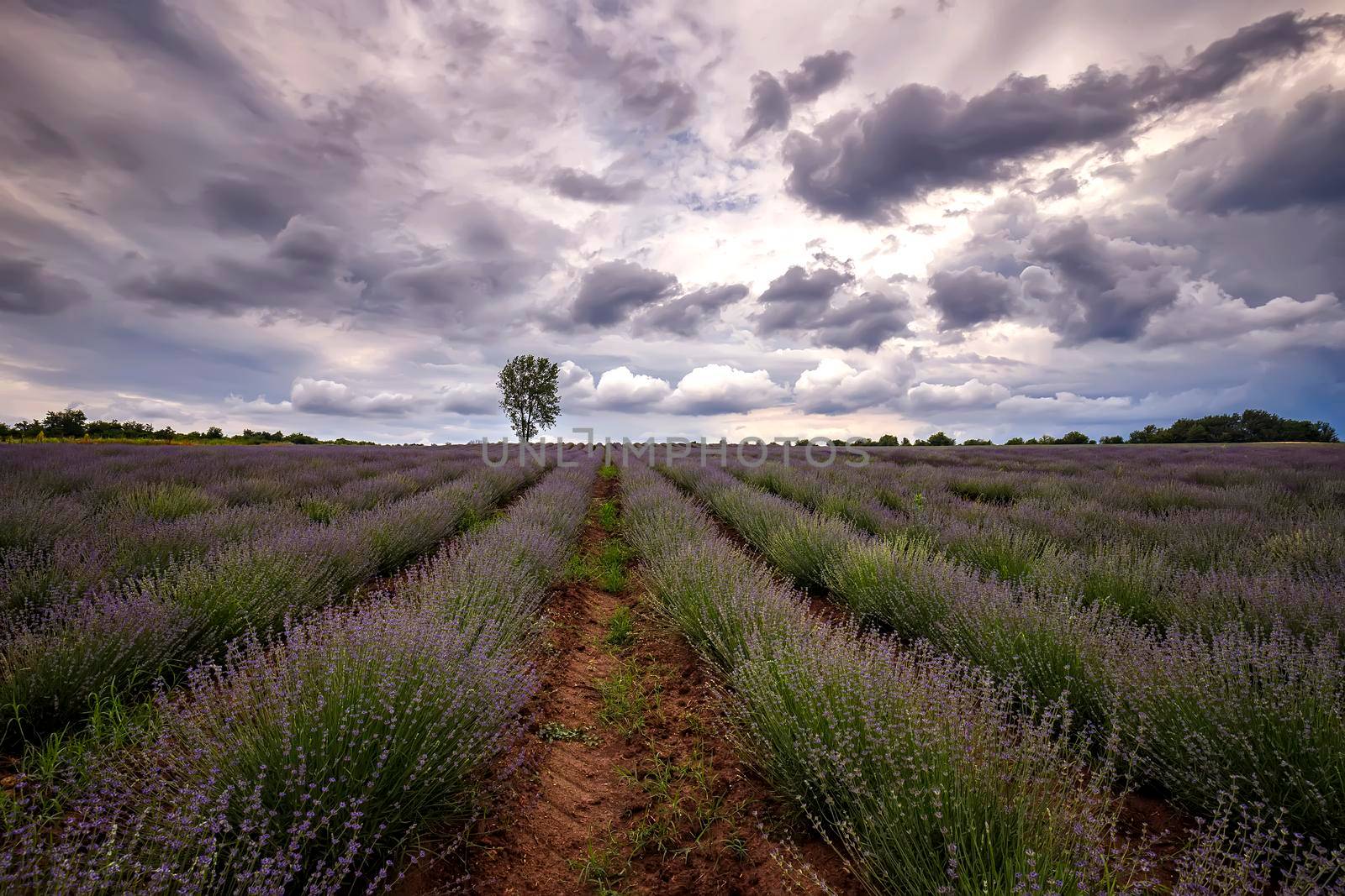 Stunning landscape of blooming lavender field with alone tree at cloudy day by EdVal