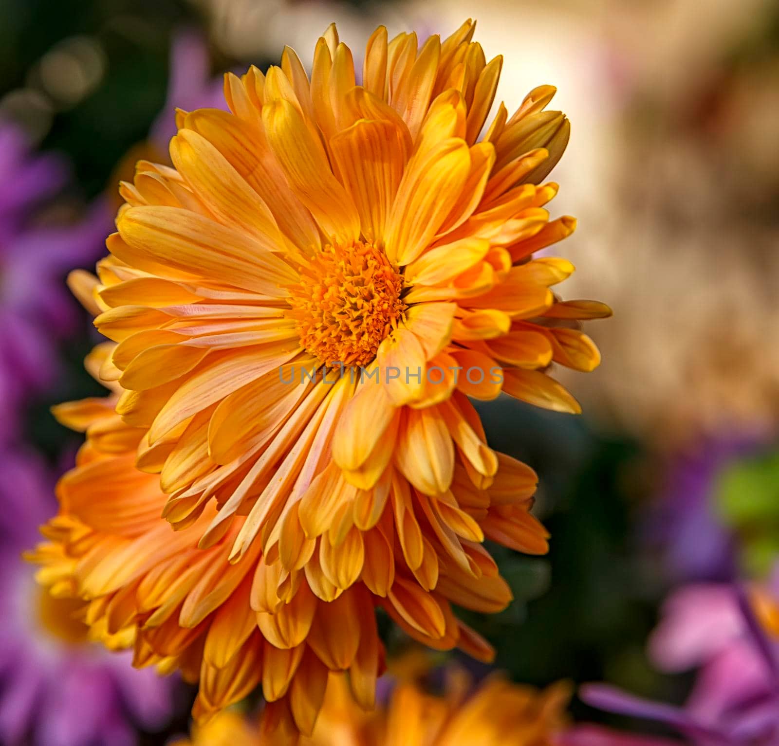 Artistic floral colorful orange chrysanthemums. Vertical view by EdVal