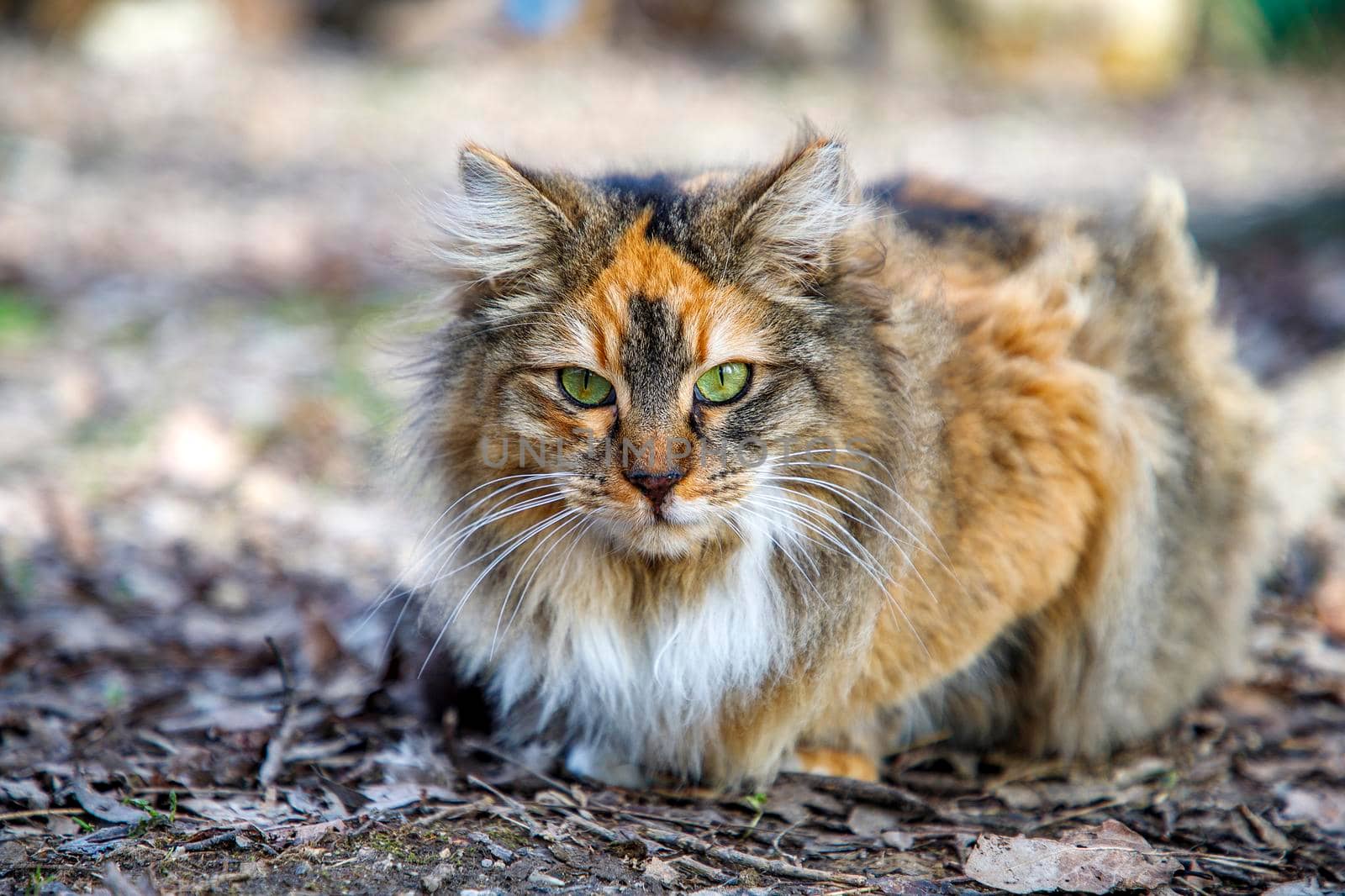 Portrait of colorful fluffy cat. Horizontal view