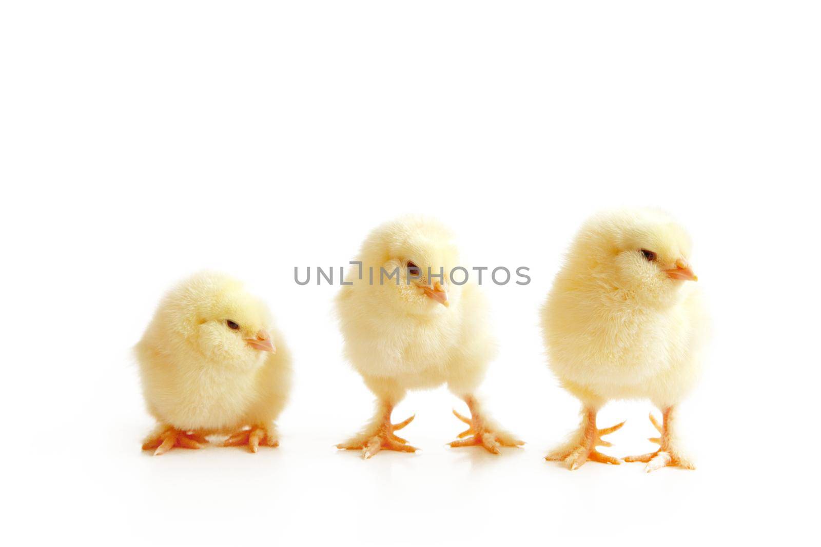 An Easter decoration with Chicken. Easter holiday concept with cute chick.