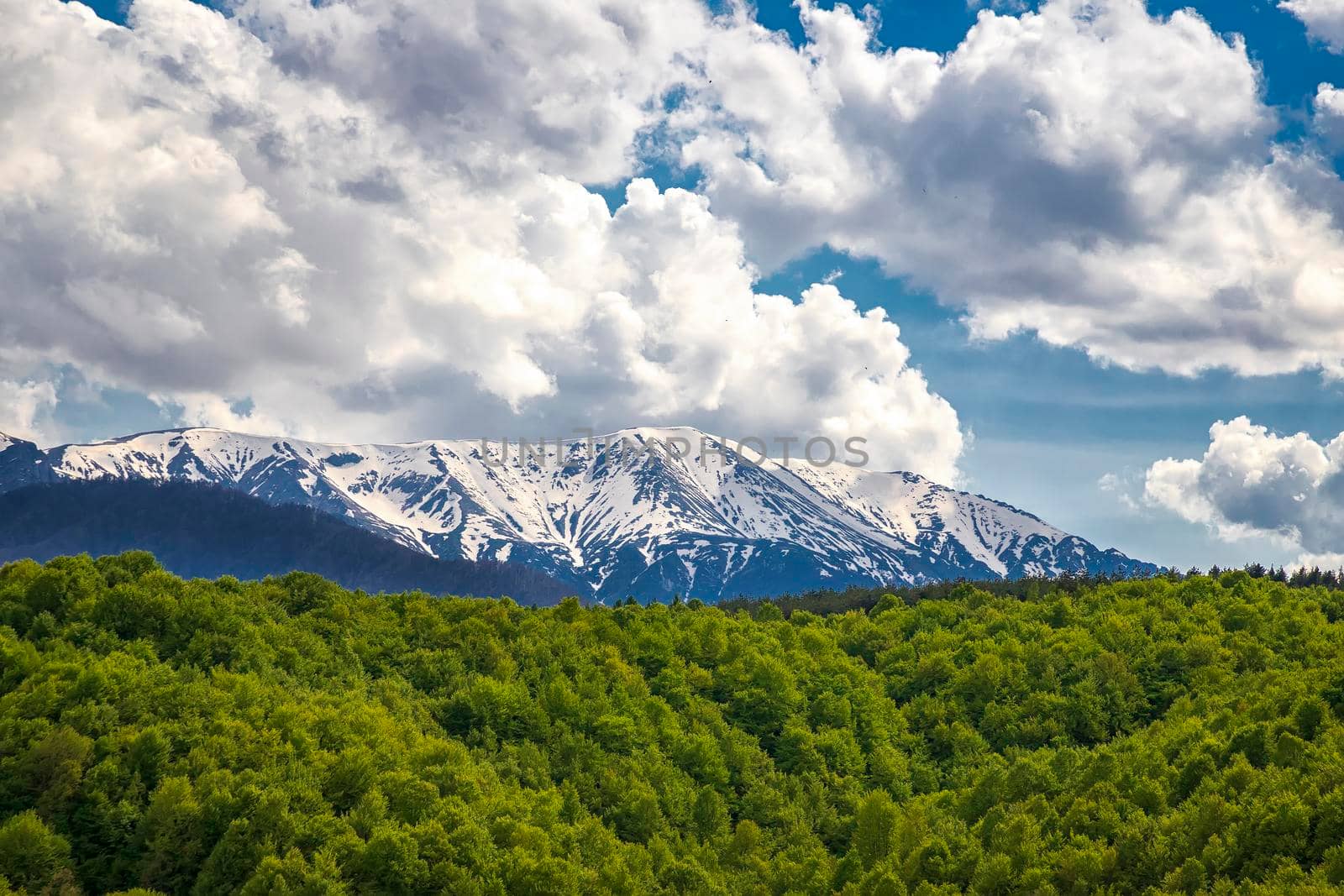 Scenic landscape in spring with snow-capped mountains and green forest. by EdVal