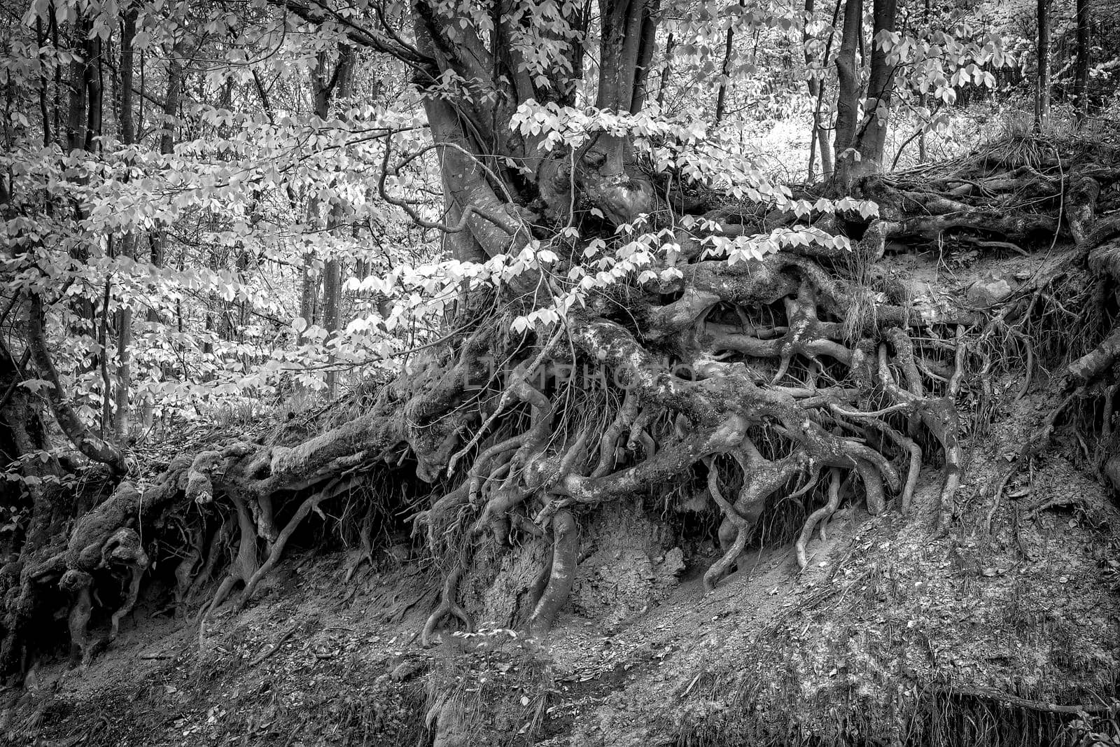 Old tree with big roots above the ground in the forest. Black and white by EdVal