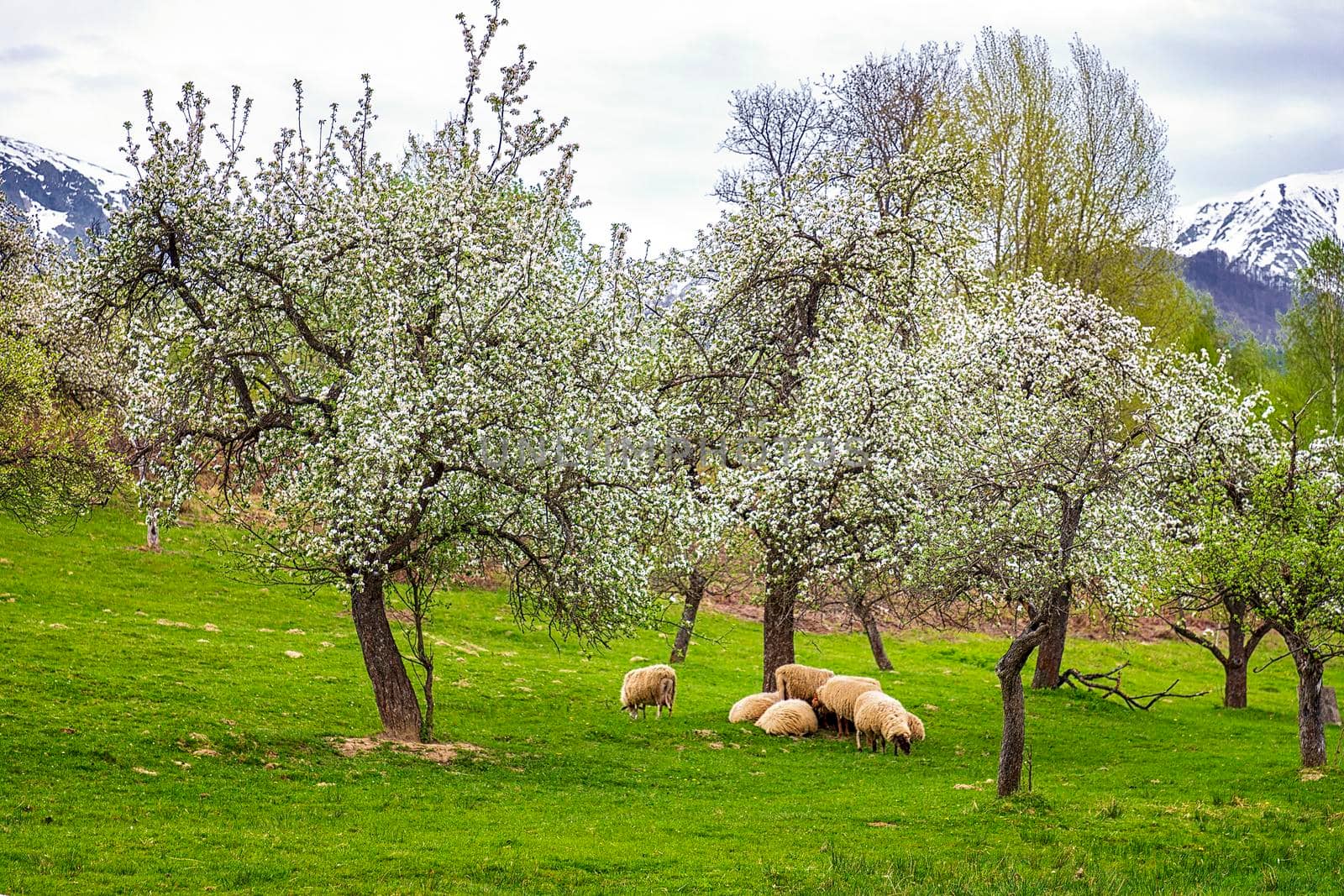 sheep grazing green grass under flowering trees in the mountains by EdVal