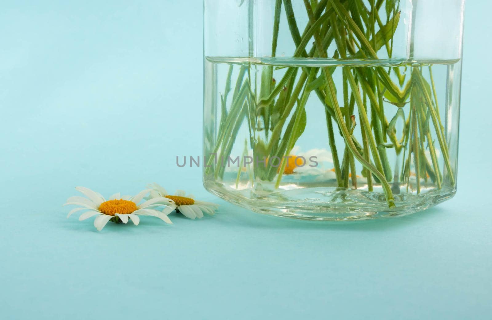 Chamomile flowers near a glass jar on a blue background.