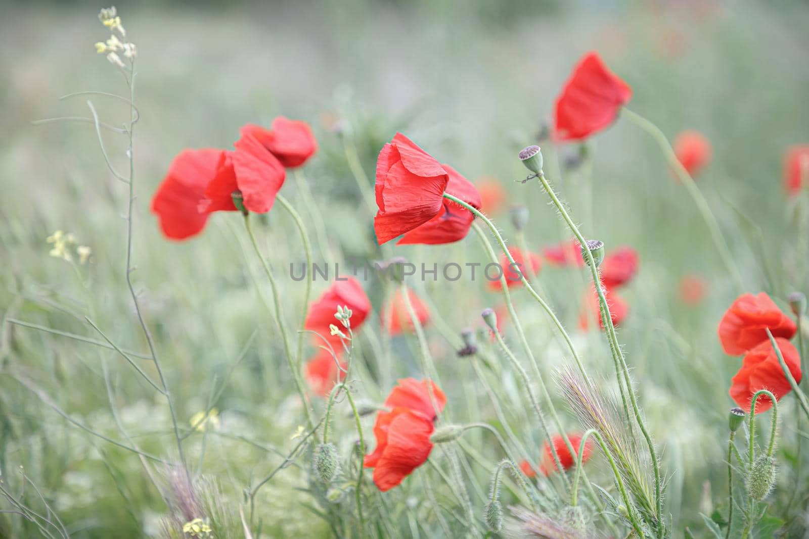 Poppies in spring meadow flower. Nature background. Selective focus by EdVal