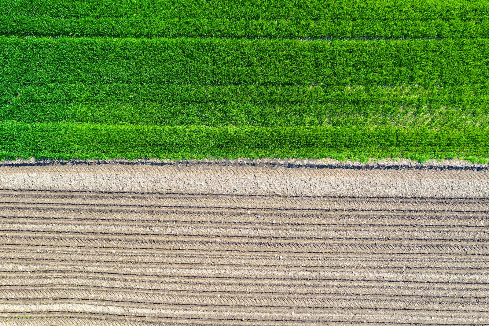 Aerial view.Rows of soil before and after planting.Horizontal view in perspective. by EdVal