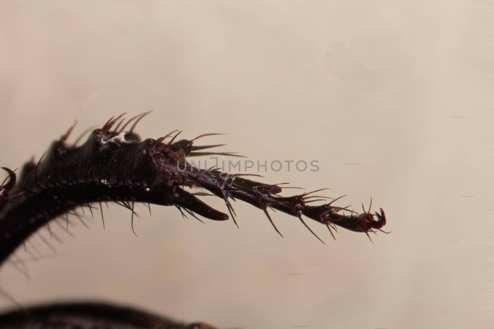 Highly magnified leg of the scarab beetle