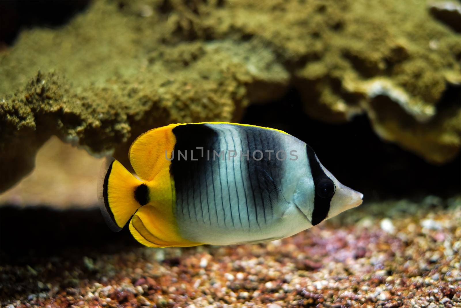 Pacific double-saddle butterflyfish Chaetodon ulietensis fish underwater in sea by dimol