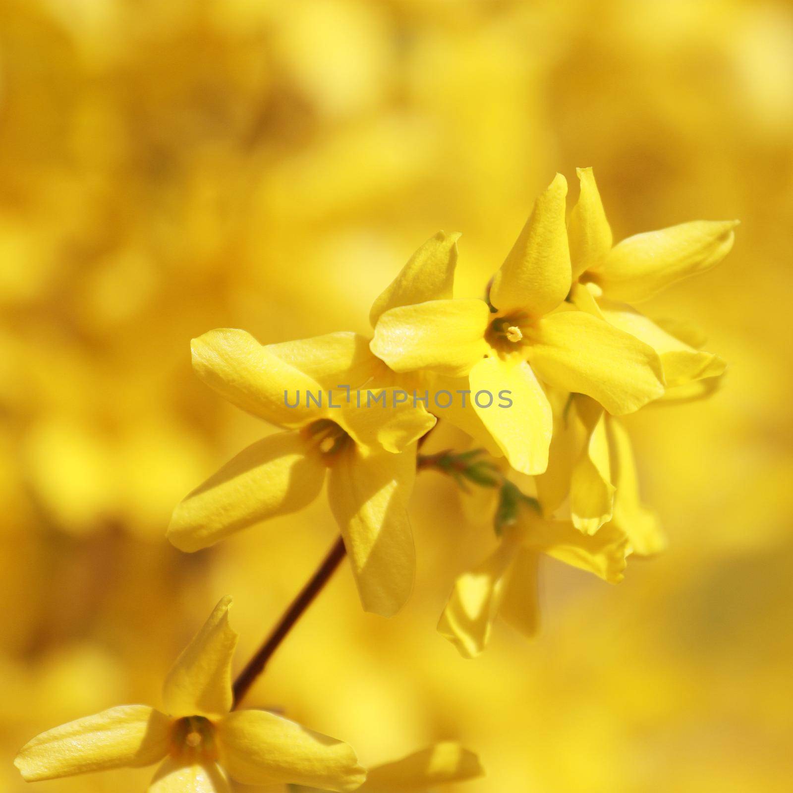 Beautiful branch of blossoming tree in spring. by Taut