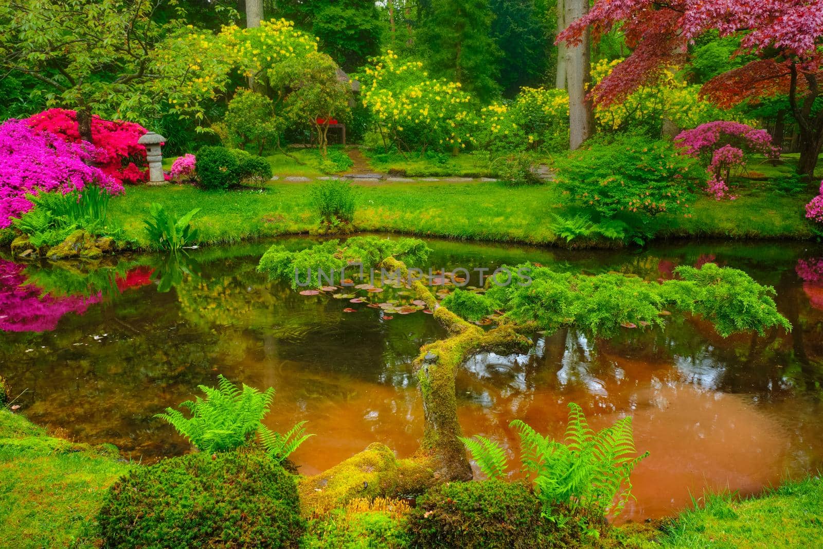 Little Japanese garden after rain, Park Clingendael, The Hague, Netherlands