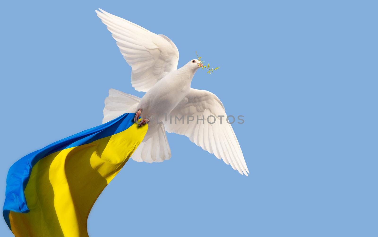 white dove with a branch in its beak flies with the flag of Ukraine, peace on earth