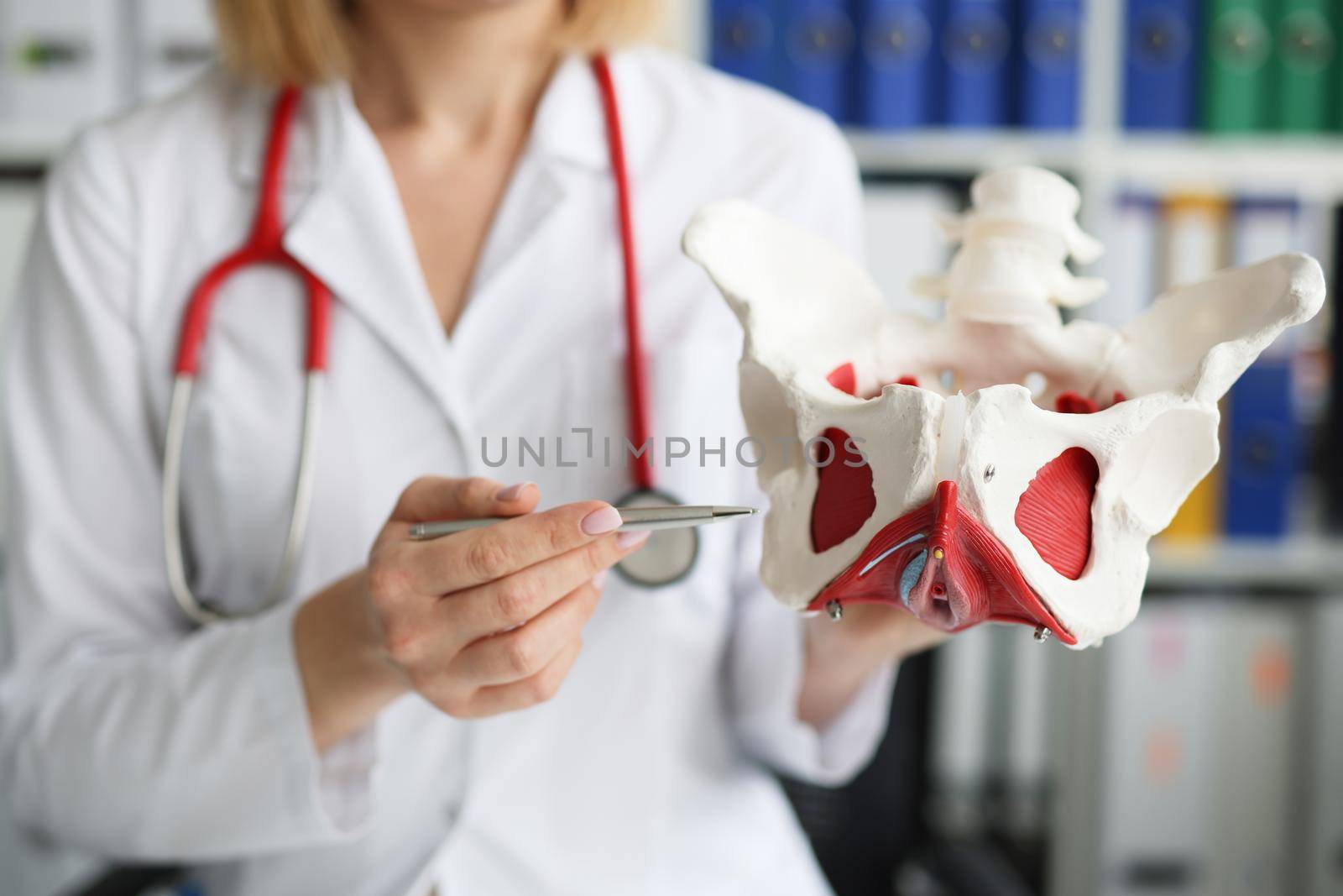Gynecologist doctor holds model of bones of pelvic floor by kuprevich