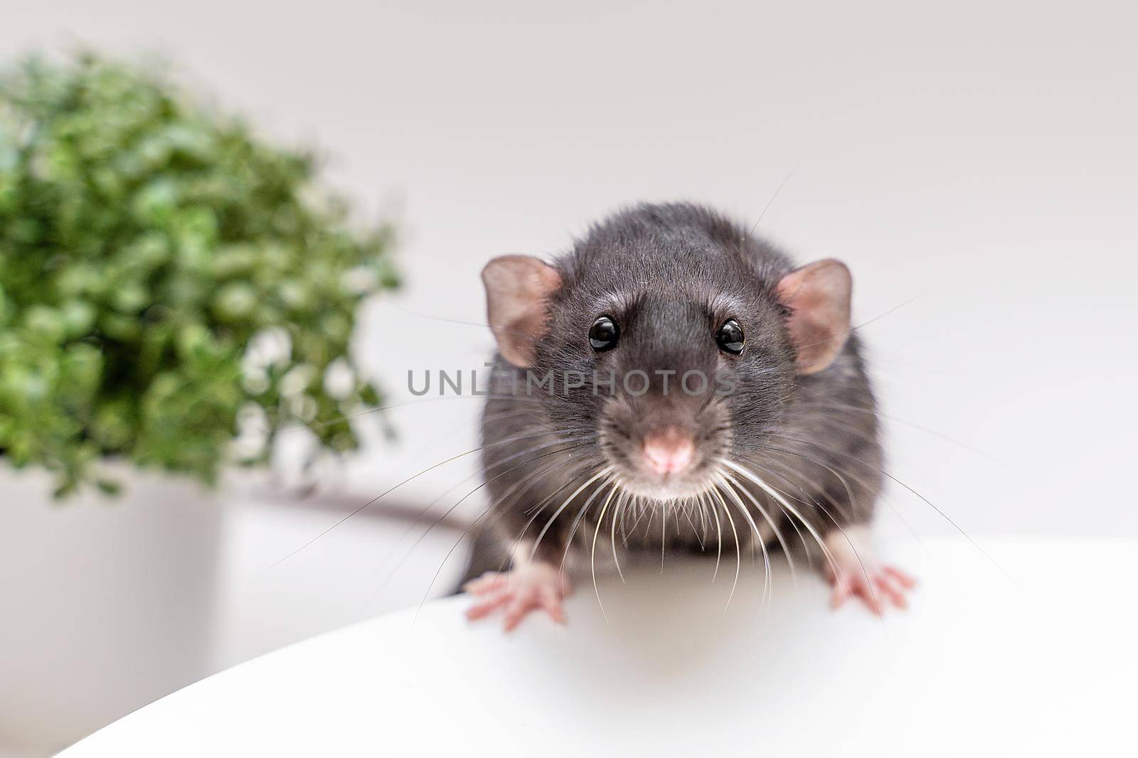 Domestic black dumbo rat sits and eats food on a spruce background. The concept of pets. by Matiunina