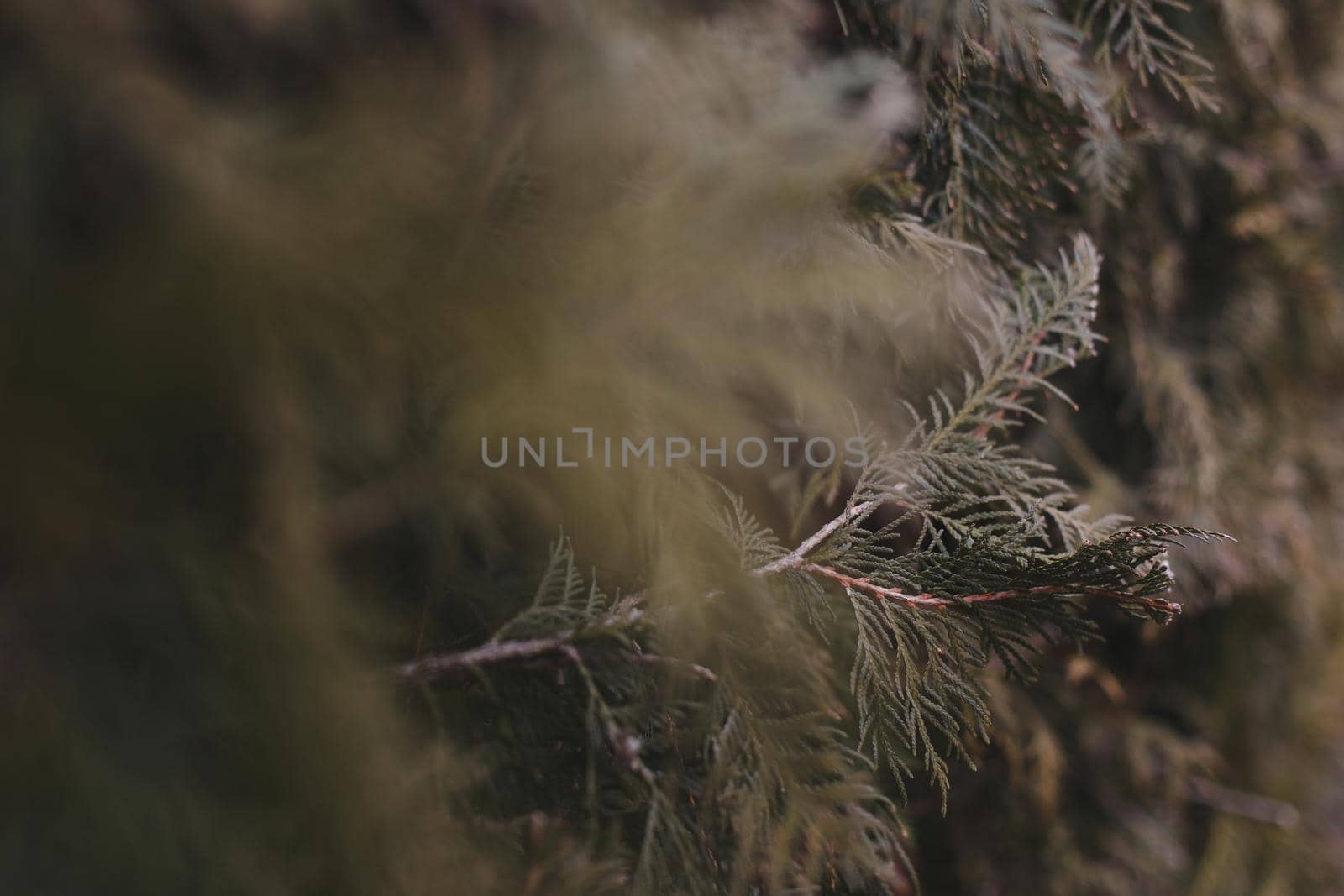 Green cypress tree close-up background. Texture of evergreen tree cypress, selective focus.