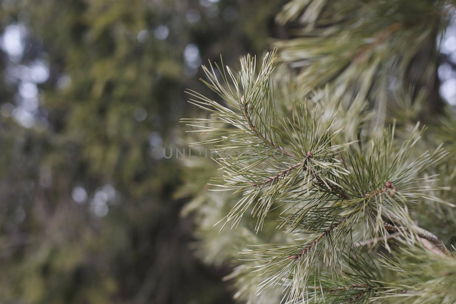 Fluffy branches of a spruce or fir trees. Christmas wallpaper or postcard concept. Close-up