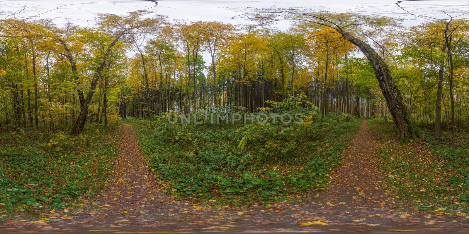 Autumn mixed forest spherical panorama 360 by 180 degree in cloudy daylight. Equirectangular projection of sphere. Can be used in virtual reality projects or in 3D rendering backgrounds for photorealistic reflections.