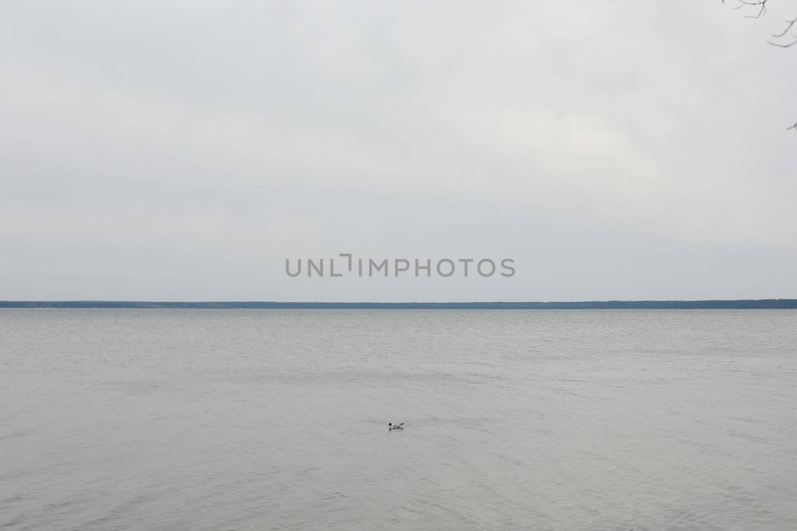 Lonely seagull in blue sea water background. For text or design