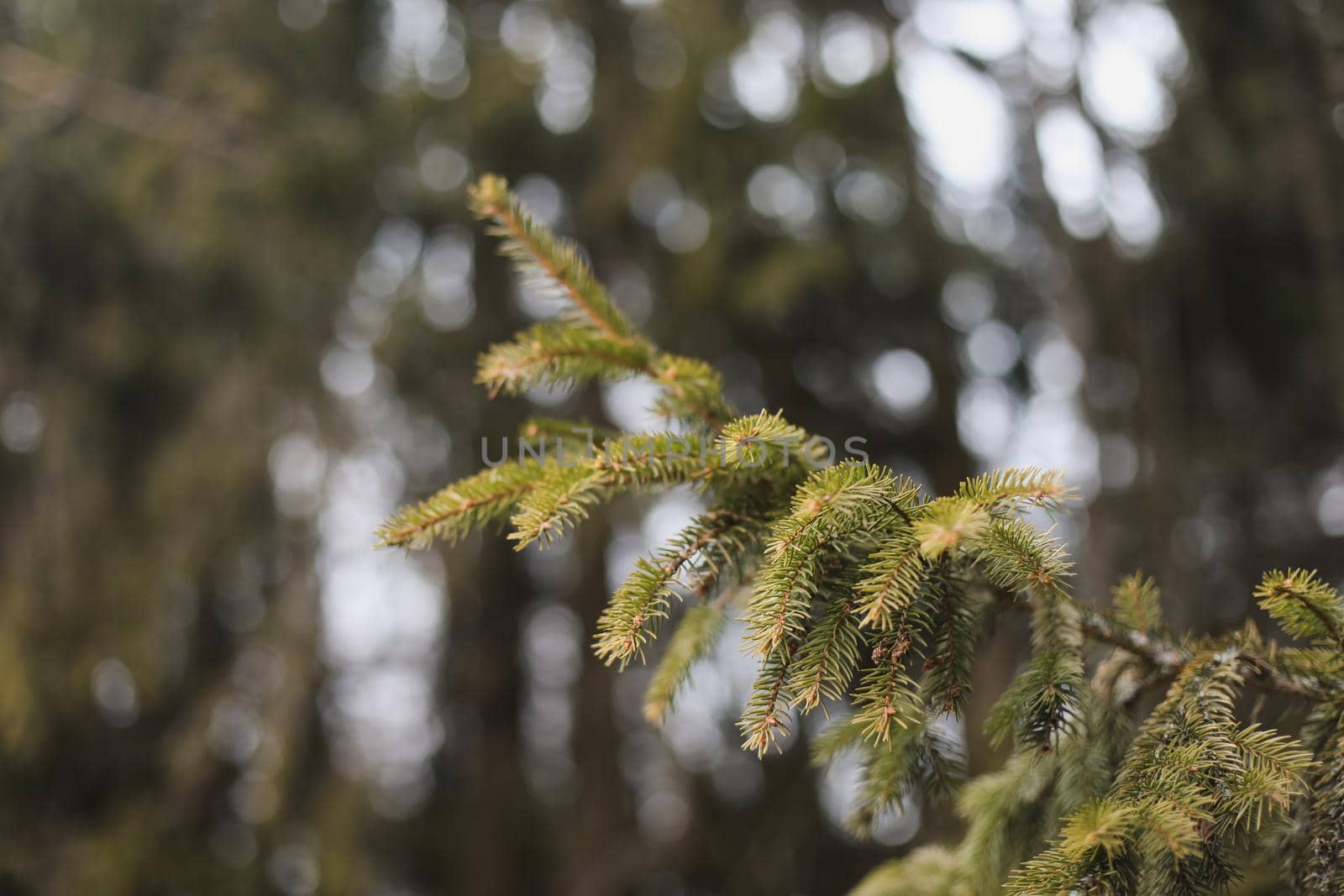 Fluffy branches of a spruce or fir trees. Christmas wallpaper or postcard concept. Close-up