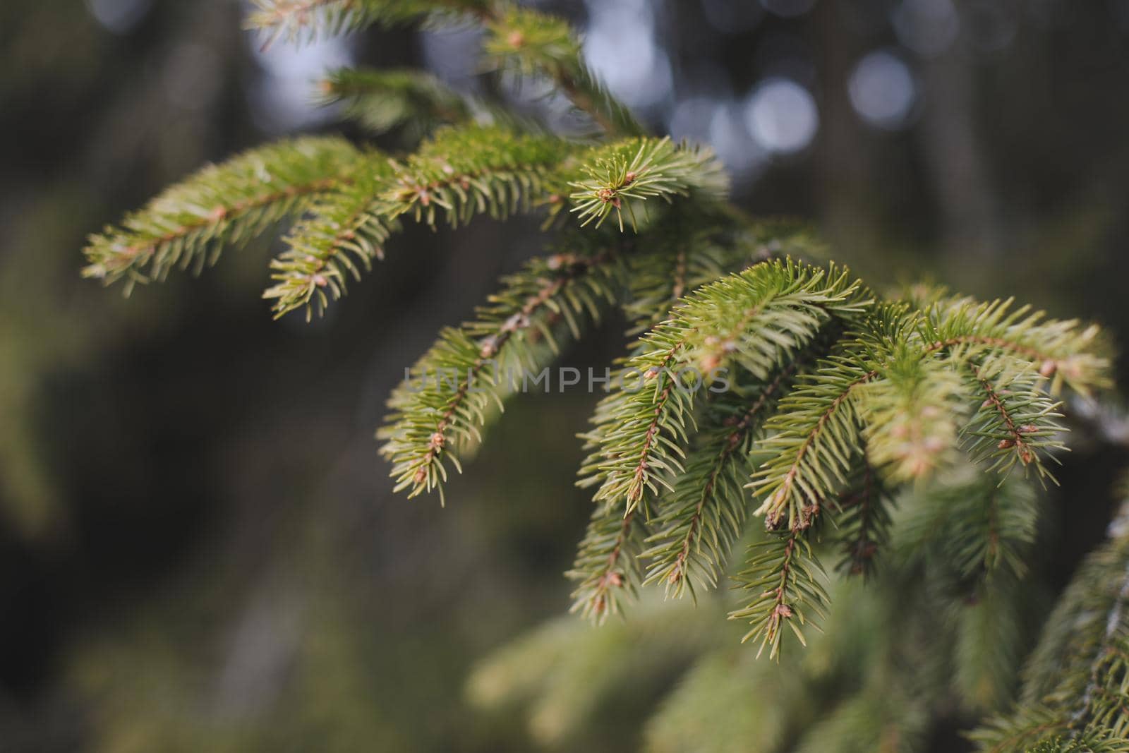Fluffy branches of a spruce or fir trees. Christmas wallpaper or postcard concept. Close-up