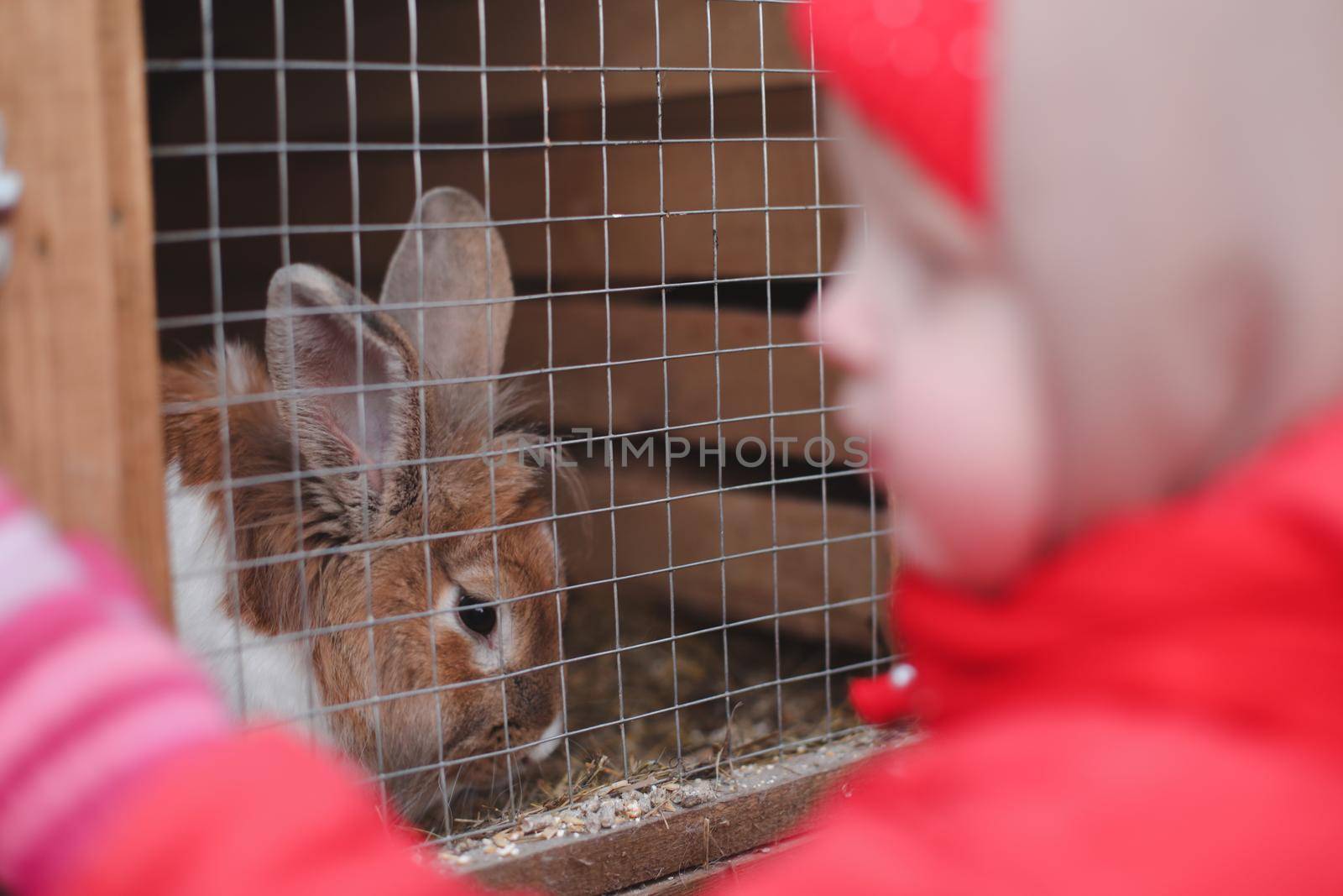 Child feeding rabbit in the Zoo. Little girl with a rabbit on a farm. Easter and agriculture concept