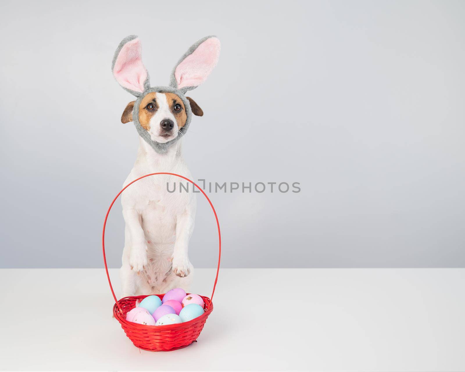 Cute jack russell terrier dog in a bunny rim next to a basket with painted easter eggs on a white background