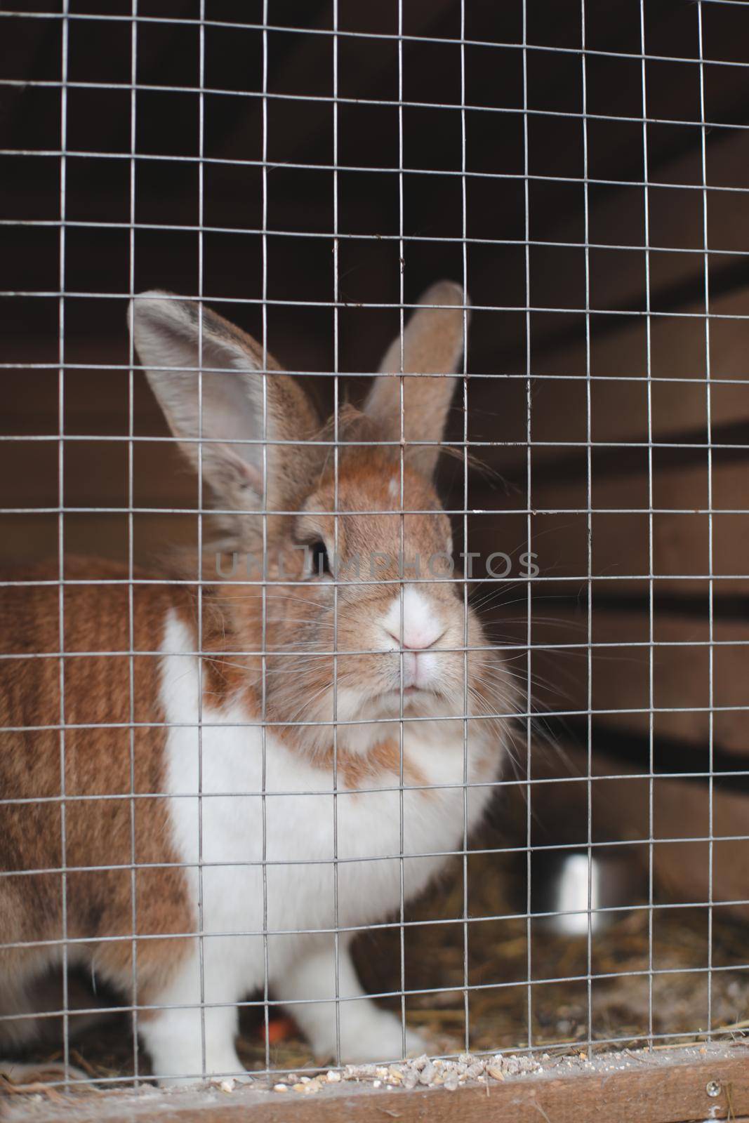 Domestic farm rabbits in cage at animal farms. Livestock food animals in cage. Close up of pet rabbit inside a hutch. Breeding of domestic rabbits