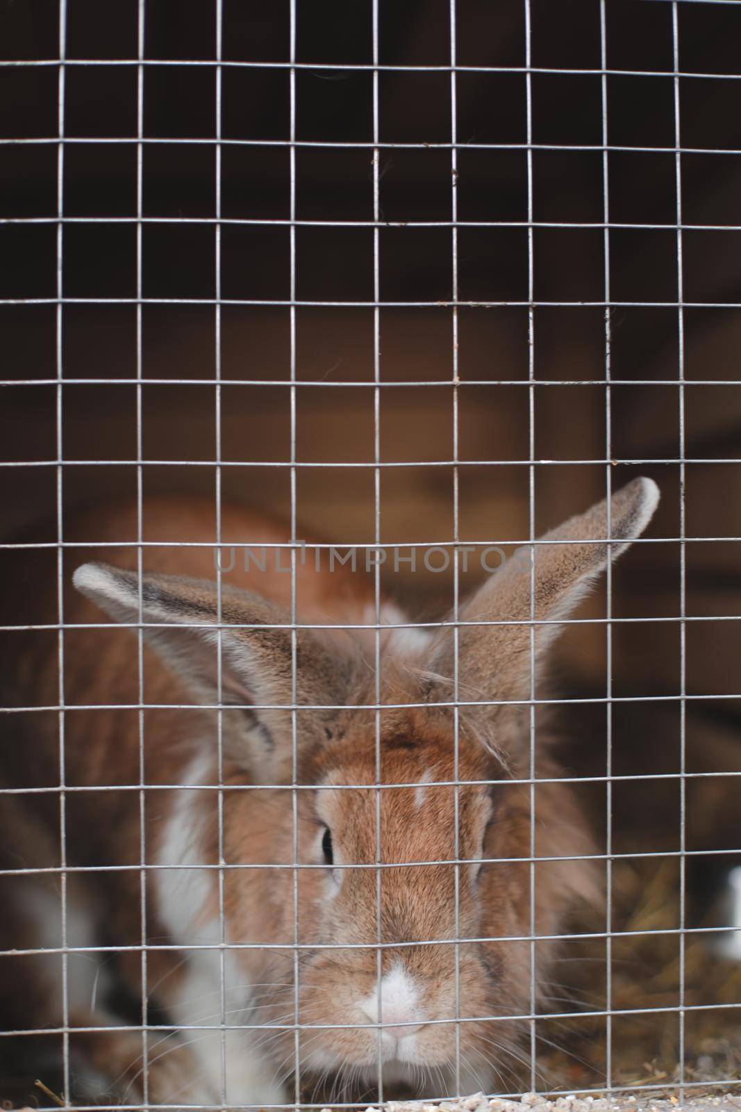 Domestic farm rabbits in cage at animal farms. Livestock food animals in cage. Close up of pet rabbit inside a hutch. Breeding of domestic rabbits