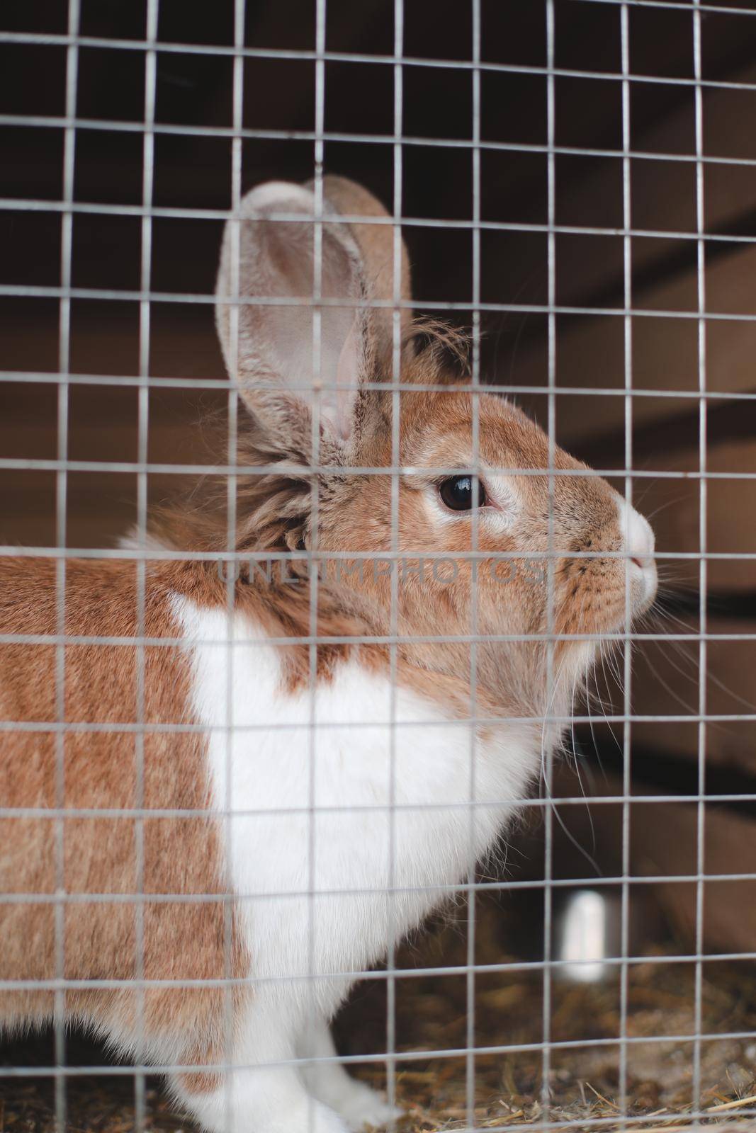 Domestic farm rabbits in cage at animal farms. Livestock food animals in cage. Close up of pet rabbit inside a hutch. Breeding of domestic rabbits