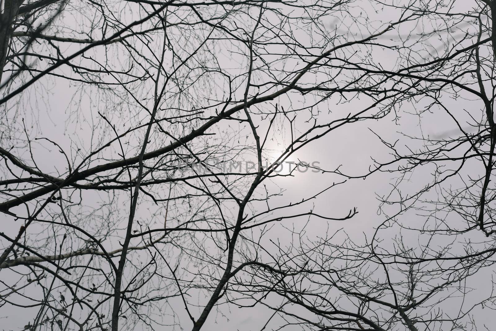 texture of spring branches against blue sky.