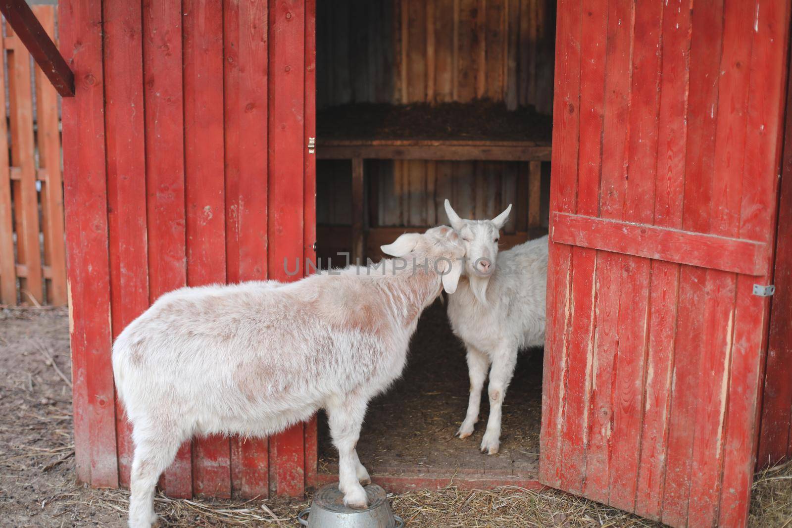 Goat on a farm. Agriculture, domestic cloven-hoofed animals