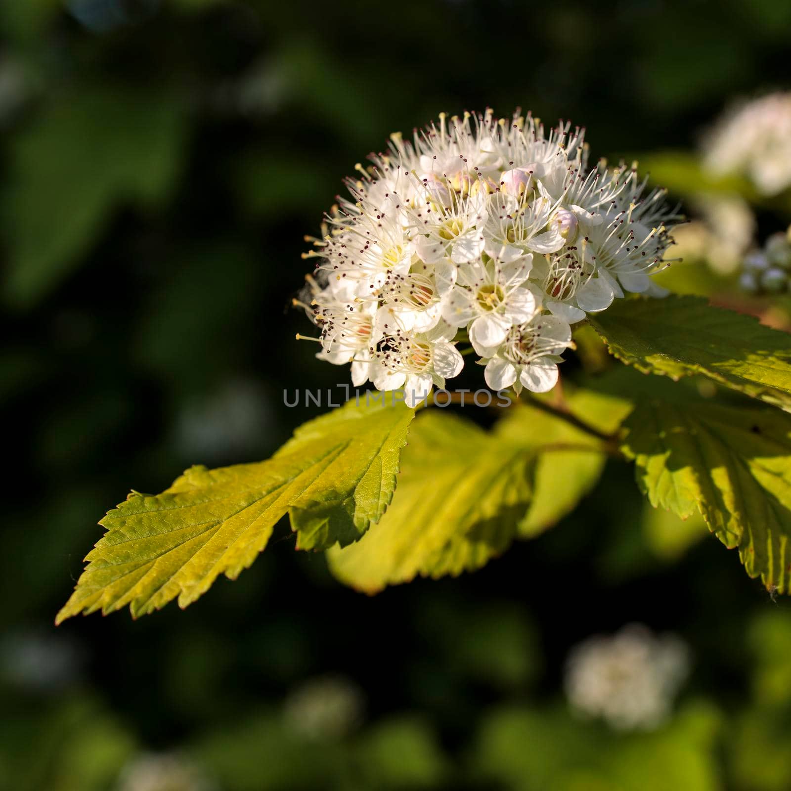 Maroon red leaved and white flowers of Physocarpus opulifolius in May at sunset