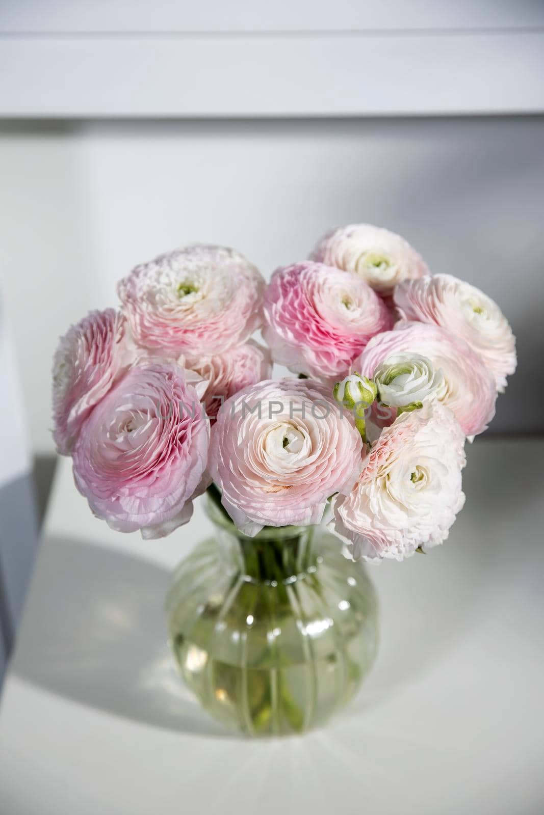 pink persian buttercup isolated on pale gray. Copy space