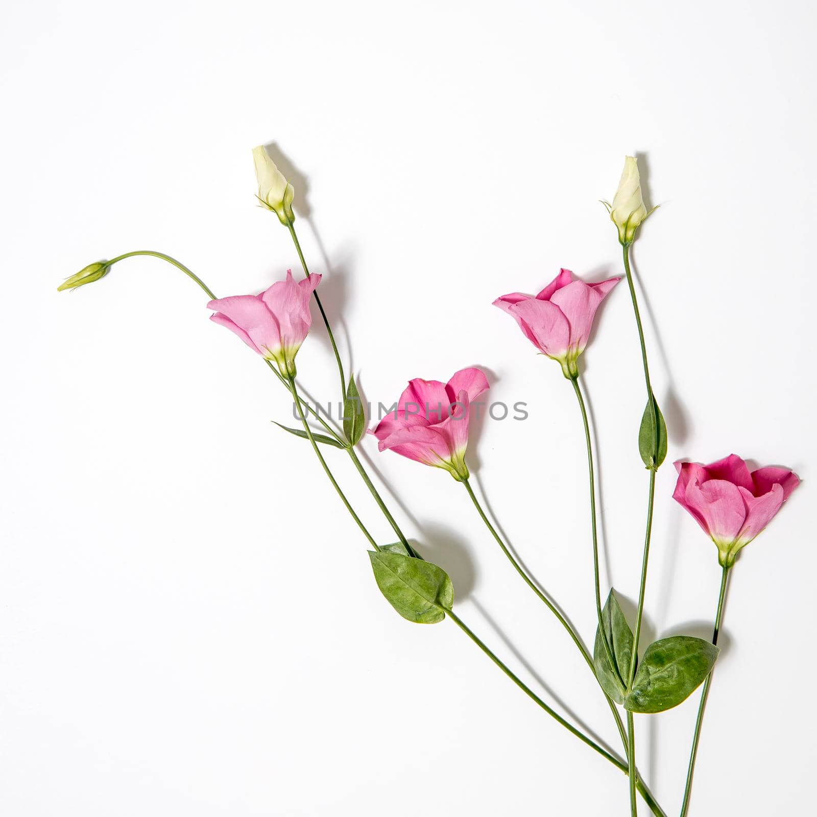 Pink eustoma flowers on white. Empty space for text. Empty space.