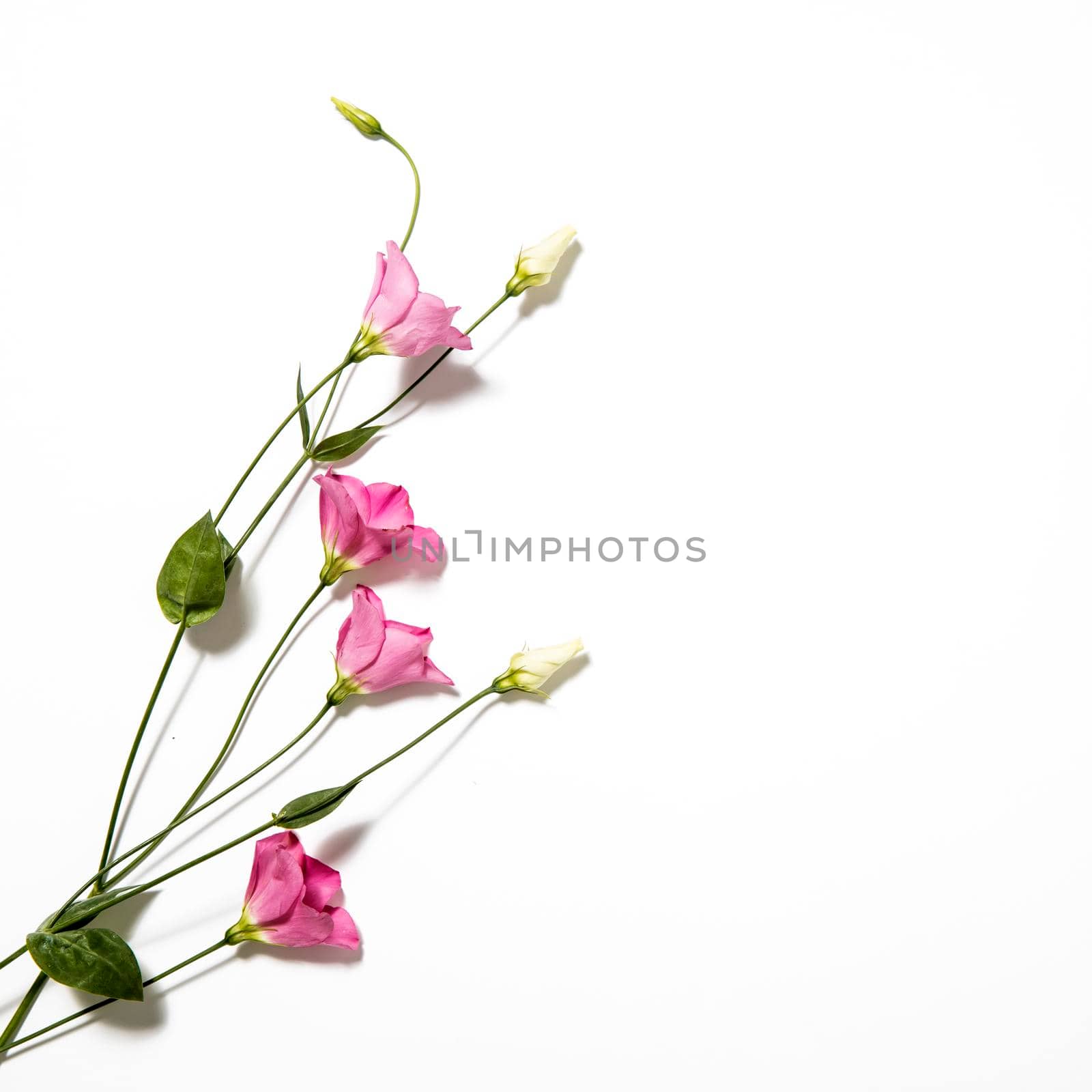 Pink eustoma flowers on white. Empty space for text