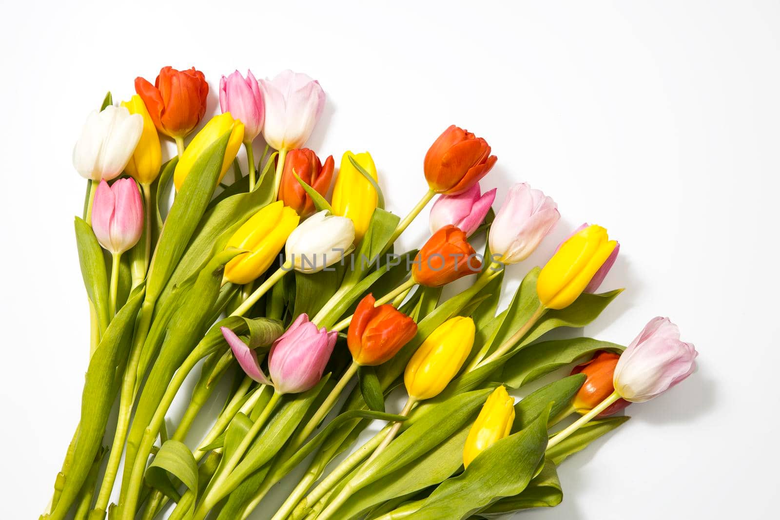 A row of pink, yellow, white tulips on a white background. Banner with copy space. international women's day, mothers day, valentines day