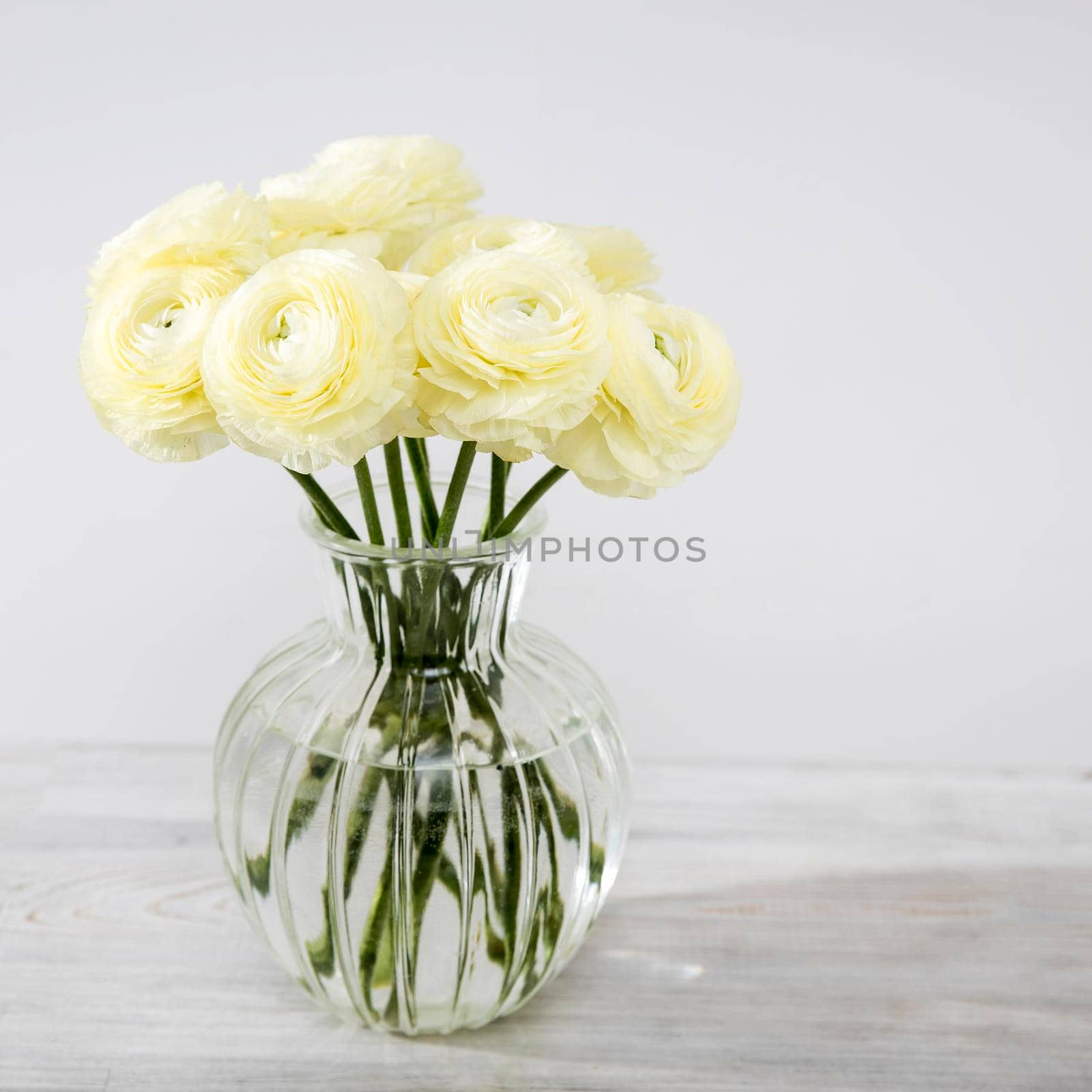 Bouquet of yellow ranunculus in a round glass vase on a pale gray background. Copy space