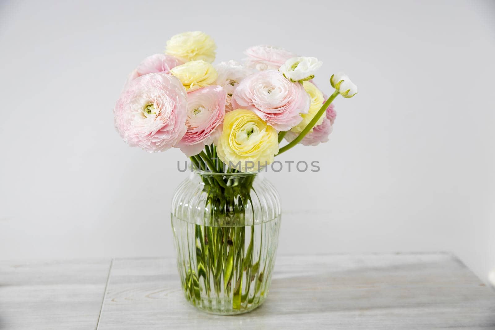 the Bouquet of pale pink and yellow Persian buttercups in the glass vase on the table on pale gray. Copy space