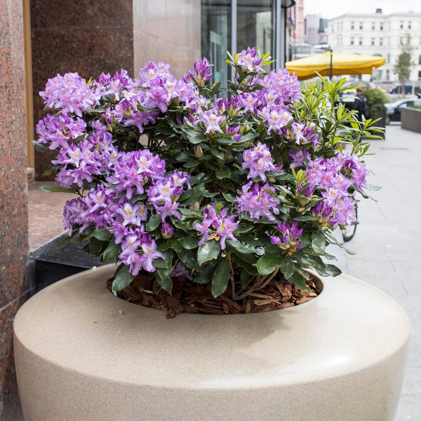 Blooming rhododendron in a stone tub near the store as a street decoration by elenarostunova