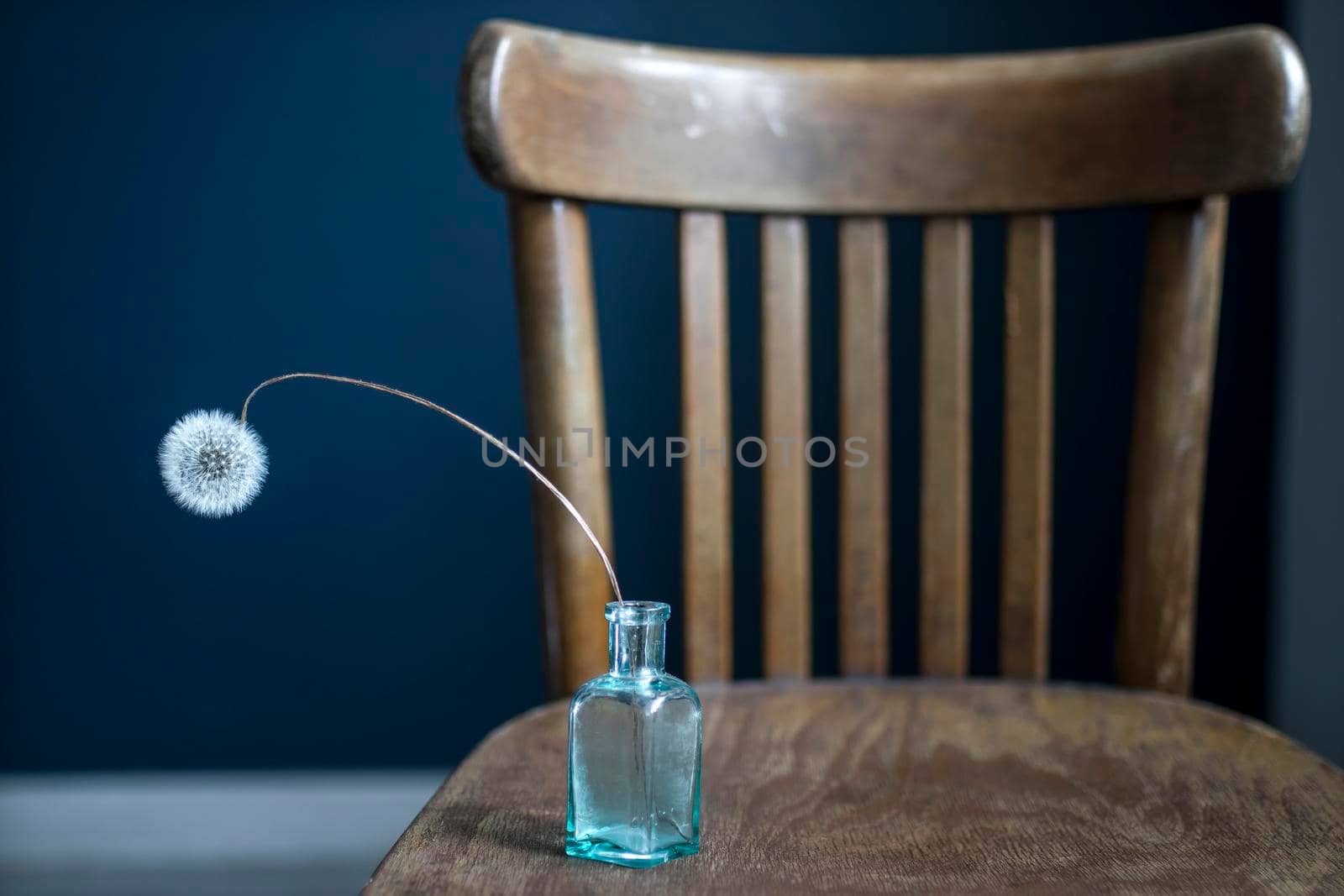 Dried dandelion in a small glass bottle on a wooden Viennese chair near a dark blue wall by elenarostunova