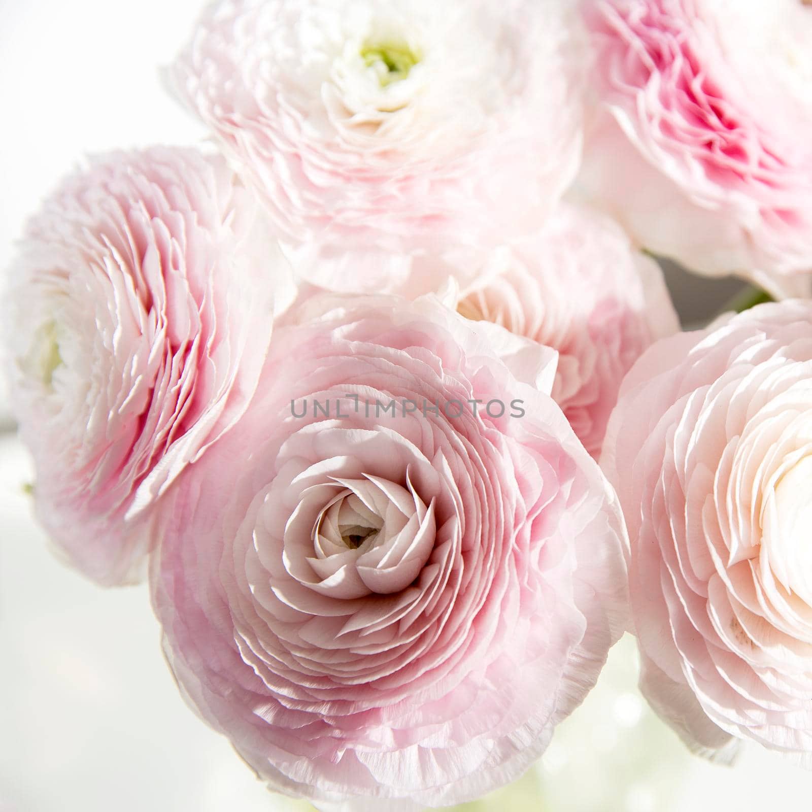 pink persian buttercup isolated on pale gray. Copy space