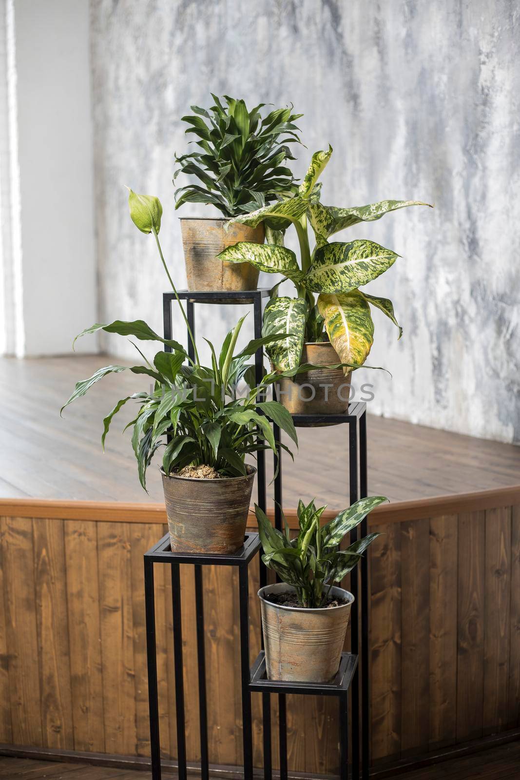 various types of dieffenbachia in terracotta pots in a special plant stand against the background of a wooden podium in an interior with gray walls matching Venetian plaster.