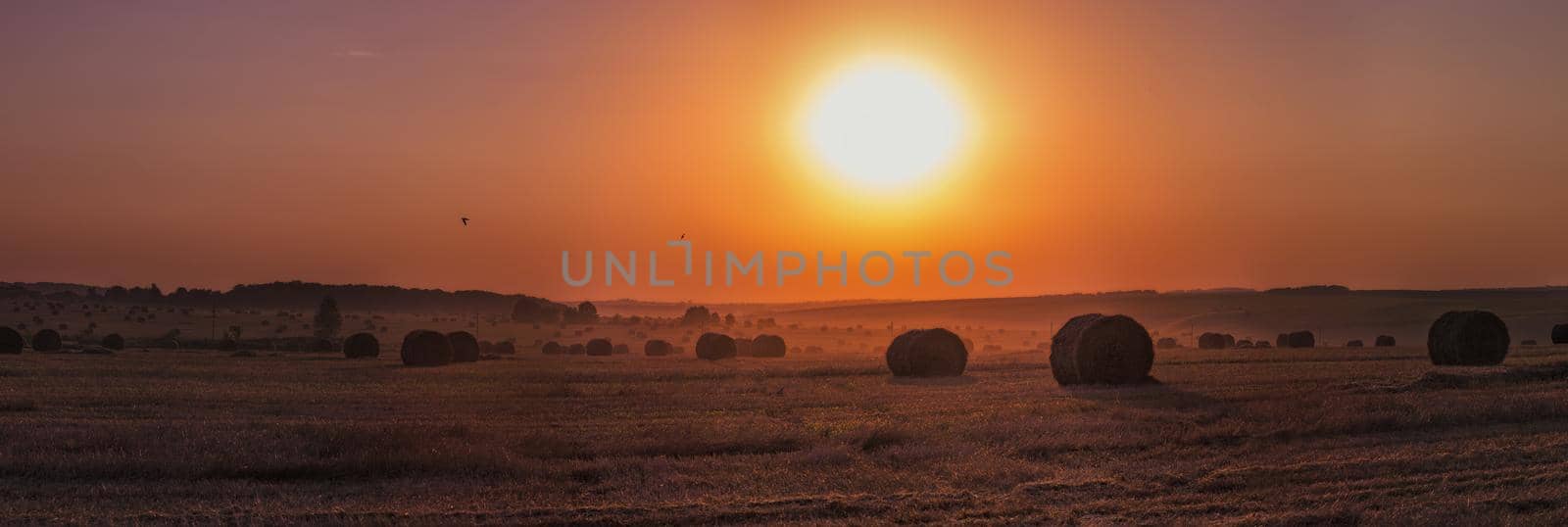 rick field in golden sunset light atmosferic panoramic shot