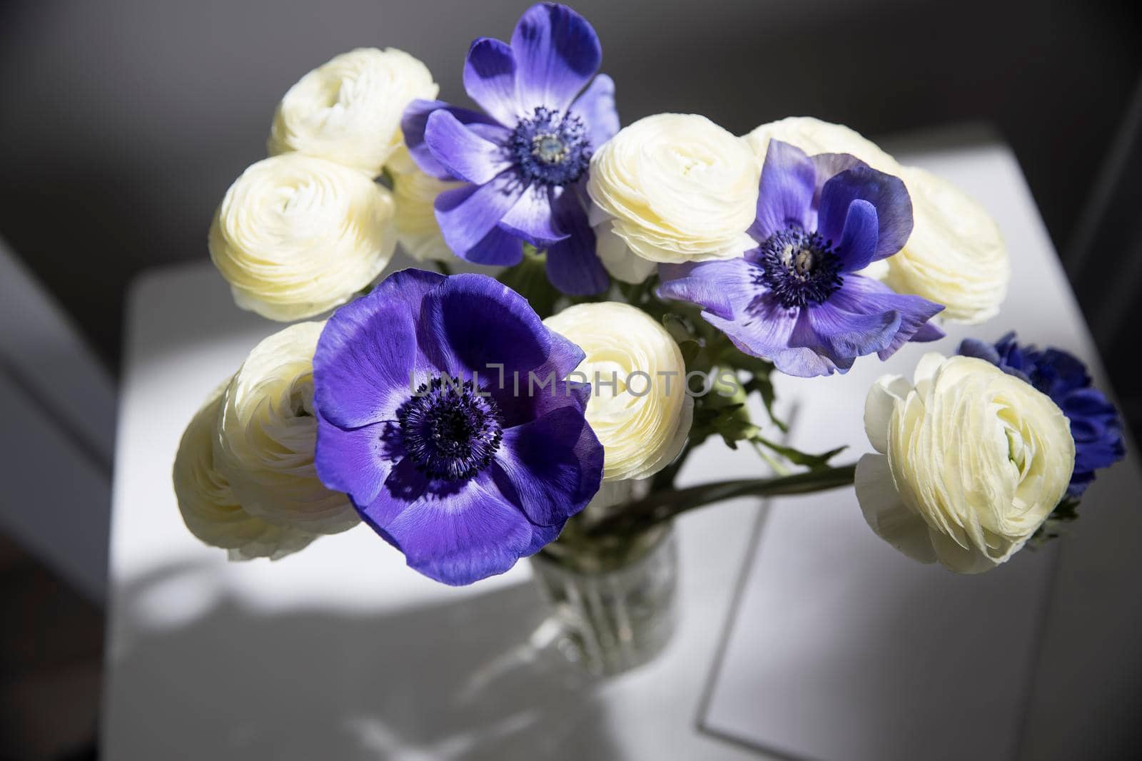 Bouquet of white ranunculus and blue anemone in the vase on a white table. by elenarostunova